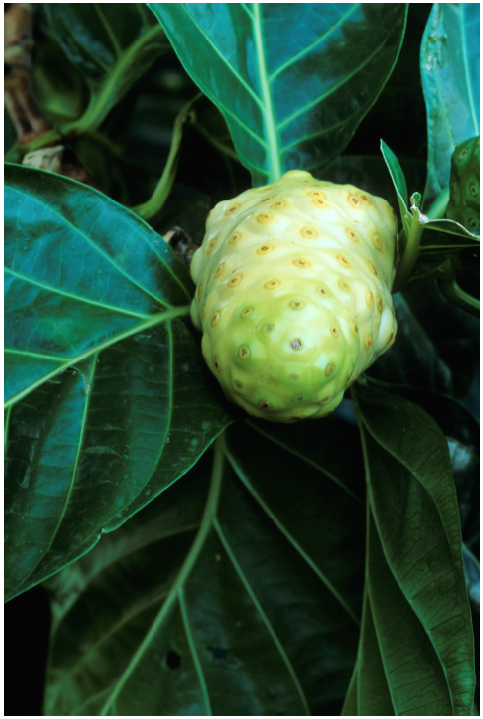 Noni Processing Plant Cost 2023: Industry Trends, Machinery and Raw Materials