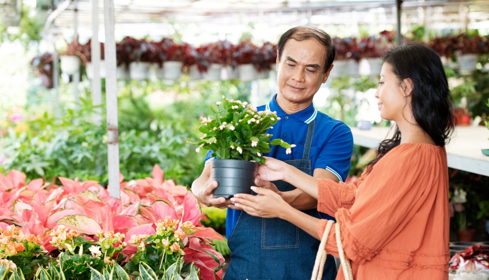 What Are the Benefits of Working with a Plant Supplier in the Philippines?