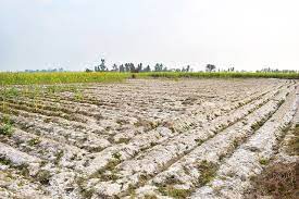 What is Soil Salinity?
