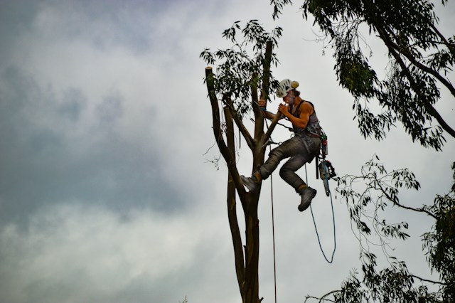 8 Benefits of Hiring an Arborist for Tree Services