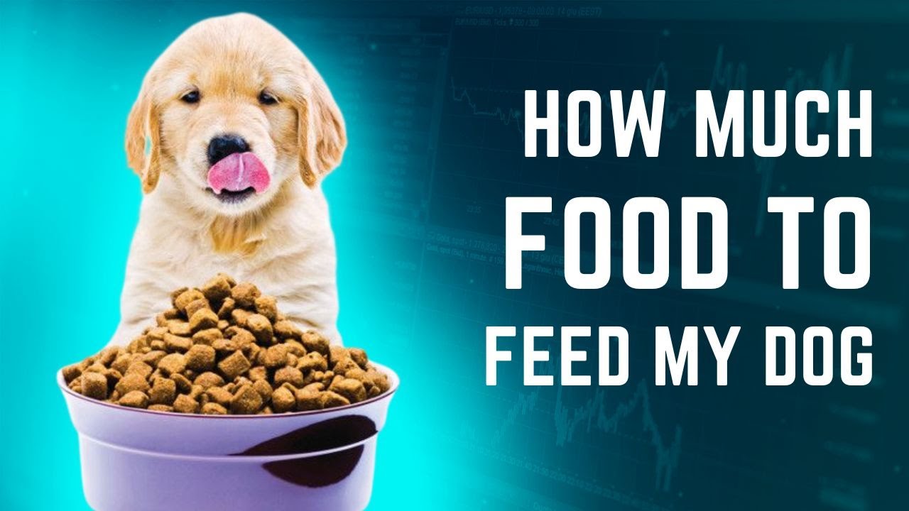 How much food to feed my dog, & what should I feed?