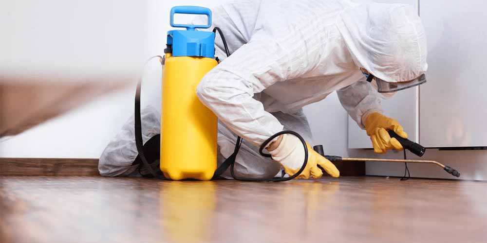 Pest Control in Abu Dhabi & Termite Treatment Services