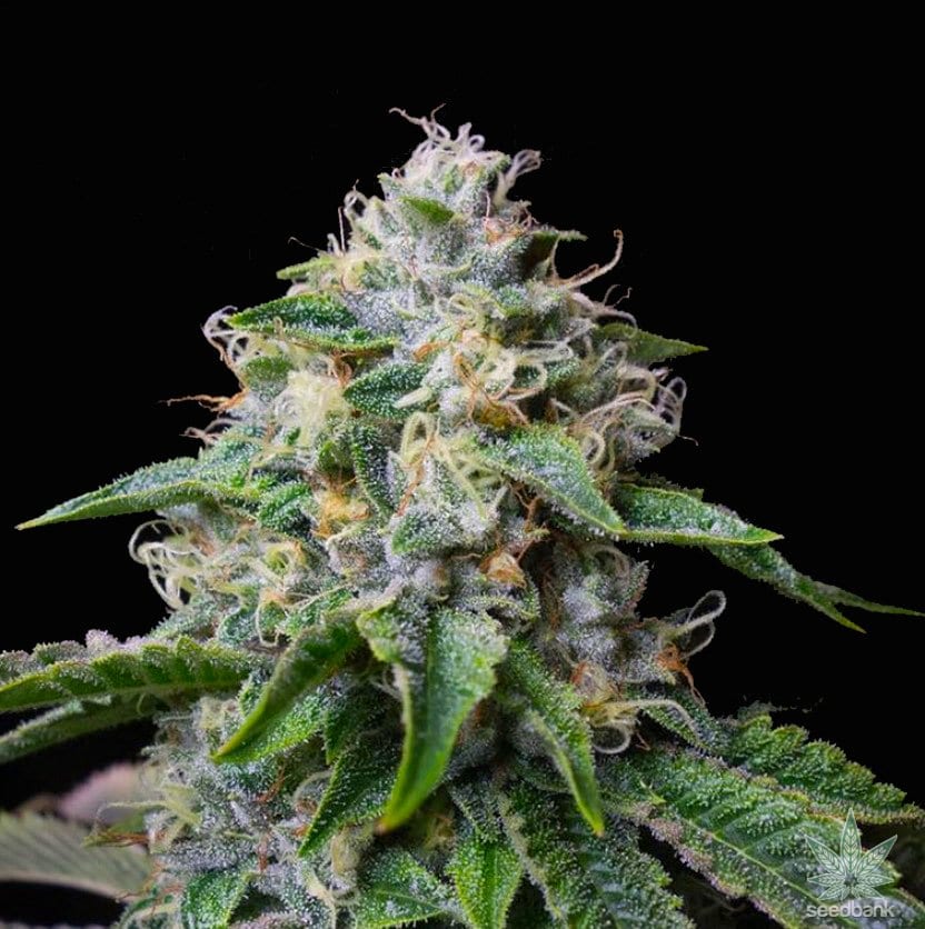 Embrace the Force of Skywalker OG Strain: An Exhilarating Journey into Cannabis Bliss