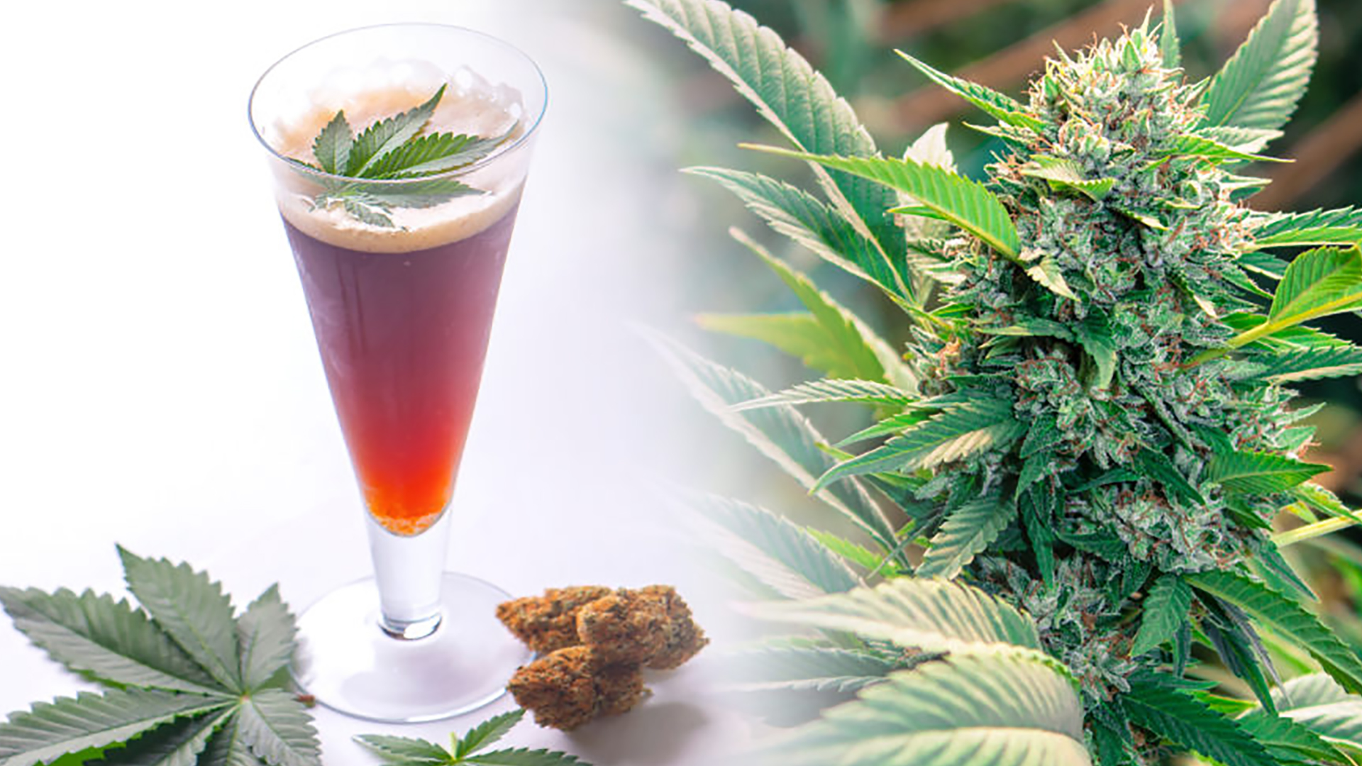 Cannabis Beverage Market Is Estimated to Witness High Growth Owing to Increasing Consumer Awareness About Therapeutic Benefits