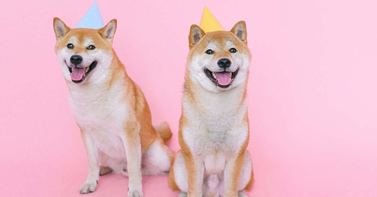 How to throw a heartwarming birthday bash for your furry friend?
