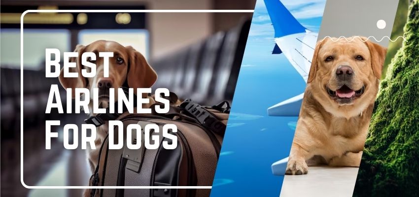 8 Best Airlines For Dogs