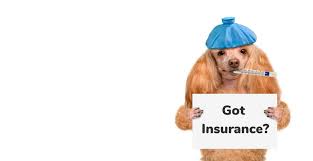 What Does Pet Insurance Cover?