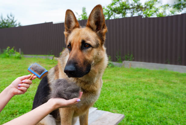 what to do if my dog ate a raw potato