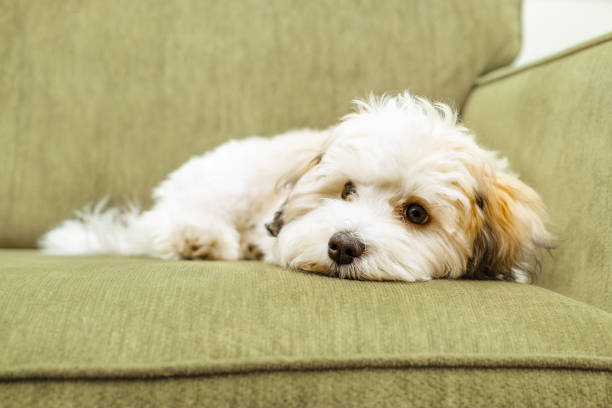 what to do if dog eats peace lily