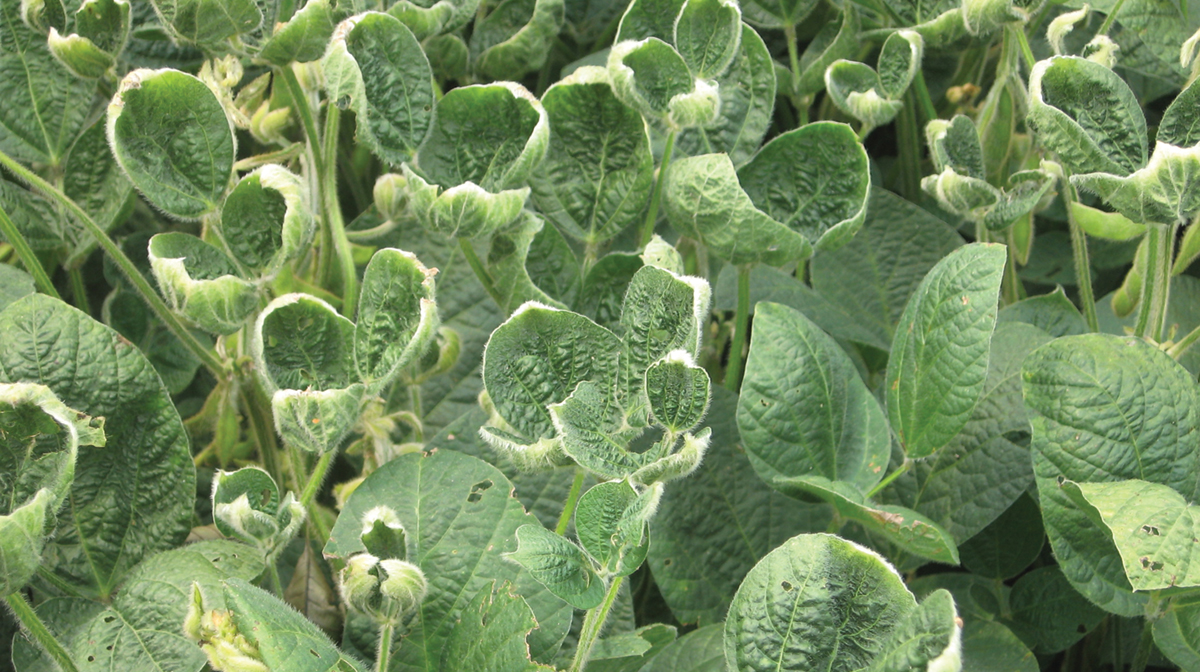 Global Dicamba Market Poised for Explosive Growth, Expected to Exceed US$ 1,138.83 Million by 2033, Fueled by Emerging Markets and Drift Reduction Innovations